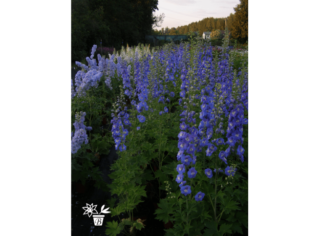 Delphinium   'Jupiter Blue'